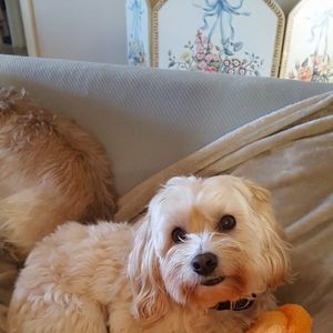 Meet your Posher, Robin